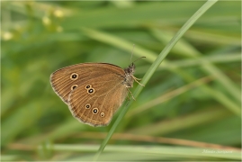 <p>OKÁČ PROSÍČKOVÝ (Aphantopus hyperantus) ---- /Ringlet - Brauner Waldvogel/</p>